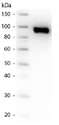 Western blot - Anti-Plasminogen antibody (AB181635)
