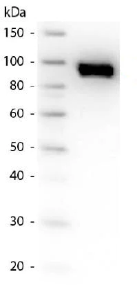 Western blot - Anti-Plasminogen antibody (AB181635)