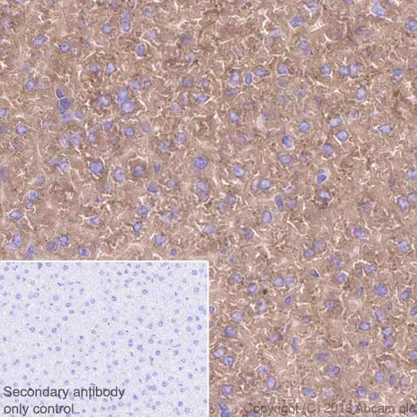 Immunohistochemistry (Formalin/PFA-fixed paraffin-embedded sections) - Anti-Plasminogen antibody [EPR22254-115] (AB242329)