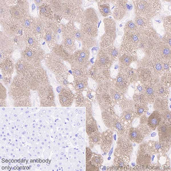Immunohistochemistry (Formalin/PFA-fixed paraffin-embedded sections) - Anti-Plasminogen antibody [EPR22254-115] (AB242329)