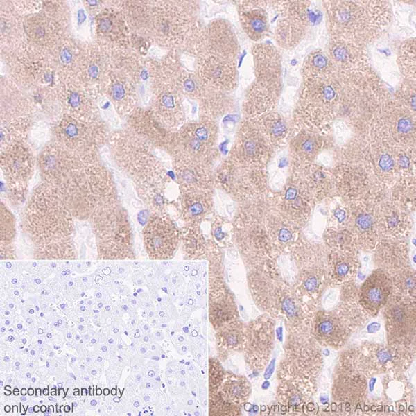Immunohistochemistry (Formalin/PFA-fixed paraffin-embedded sections) - Anti-Plasminogen antibody [EPR22254-115] - BSA and Azide free (AB242334)