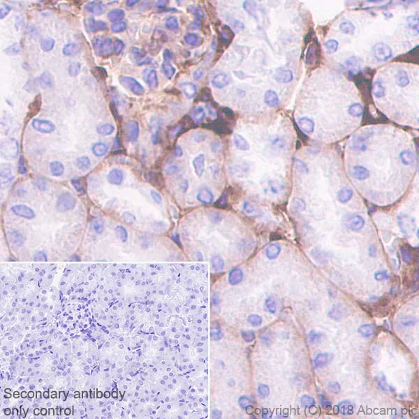 Immunohistochemistry (Formalin/PFA-fixed paraffin-embedded sections) - Anti-Plasminogen antibody [EPR22254-115] - BSA and Azide free (AB242334)