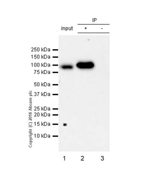 Immunoprecipitation - Anti-Plasminogen antibody [EPR22254-115] - BSA and Azide free (AB242334)