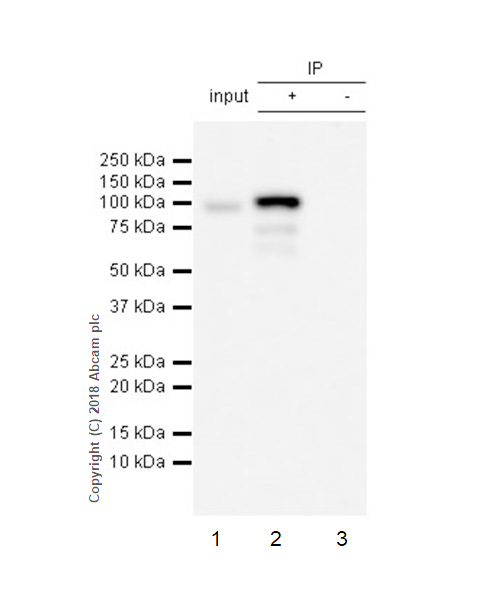 Immunoprecipitation - Anti-Plasminogen antibody [EPR22406-159] - BSA and Azide free (AB245832)