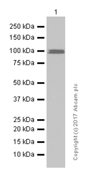 Western blot - Anti-Plasminogen antibody [EPSISR18(2)] - BSA and Azide free (AB232456)
