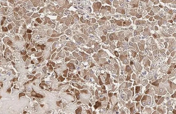 Immunohistochemistry (Formalin/PFA-fixed paraffin-embedded sections) - Anti-Plasminogen antibody [HL2071] (AB308224), expandable thumbnail