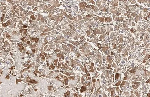Immunohistochemistry (Formalin/PFA-fixed paraffin-embedded sections) - Anti-Plasminogen antibody [HL2071] (AB308224)