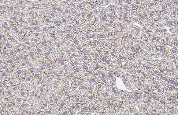 Immunohistochemistry (Formalin/PFA-fixed paraffin-embedded sections) - Anti-Plasminogen antibody [HL2071] (AB308224), expandable thumbnail