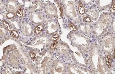Immunohistochemistry (Formalin/PFA-fixed paraffin-embedded sections) - Anti-Plasminogen antibody [HL2071] (AB308224), expandable thumbnail