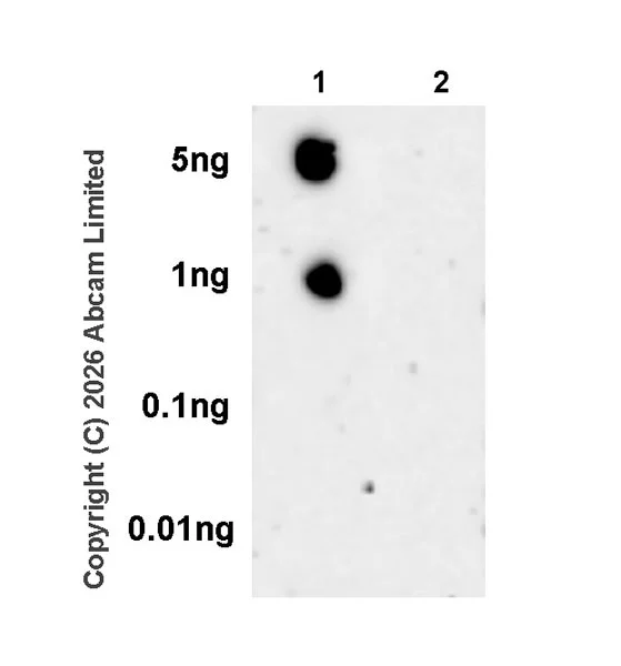 Dot Blot - Anti-Plasmolipin antibody [EPR31074-536] (AB325932)