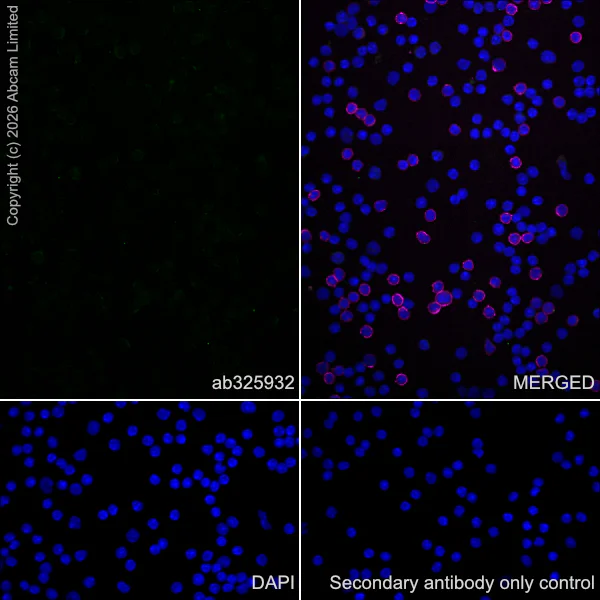 Immunocytochemistry/ Immunofluorescence - Anti-Plasmolipin antibody [EPR31074-536] (AB325932)