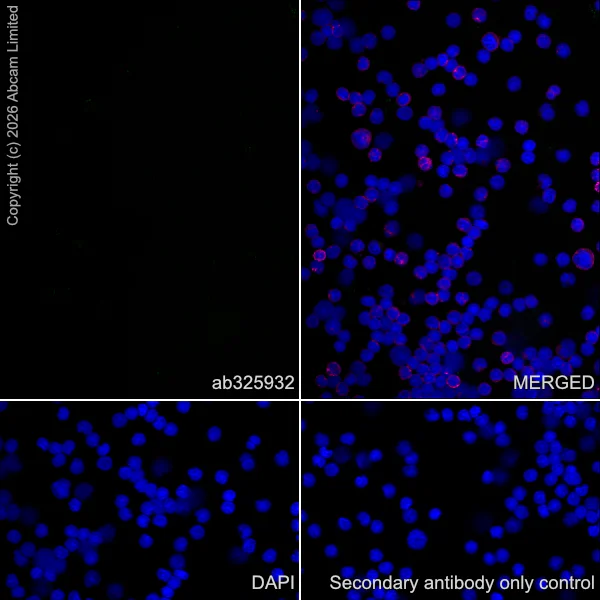 Immunocytochemistry/ Immunofluorescence - Anti-Plasmolipin antibody [EPR31074-536] (AB325932)