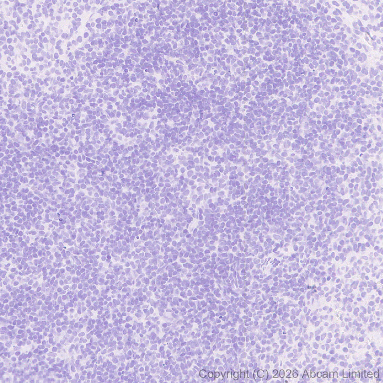 Immunohistochemistry (Formalin/PFA-fixed paraffin-embedded sections) - Anti-Plasmolipin antibody [EPR31074-536] (AB325932)