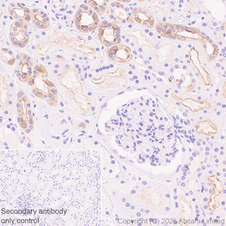 Immunohistochemistry (Formalin/PFA-fixed paraffin-embedded sections) - Anti-Plasmolipin antibody [EPR31074-536] (AB325932)