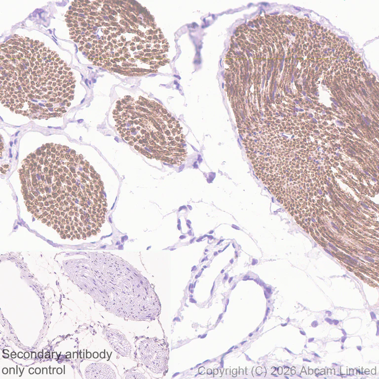 Immunohistochemistry (Formalin/PFA-fixed paraffin-embedded sections) - Anti-Plasmolipin antibody [EPR31074-536] (AB325932)
