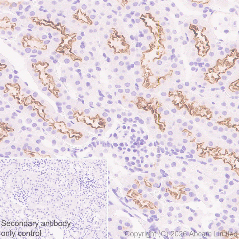 Immunohistochemistry (Formalin/PFA-fixed paraffin-embedded sections) - Anti-Plasmolipin antibody [EPR31074-536] (AB325932)