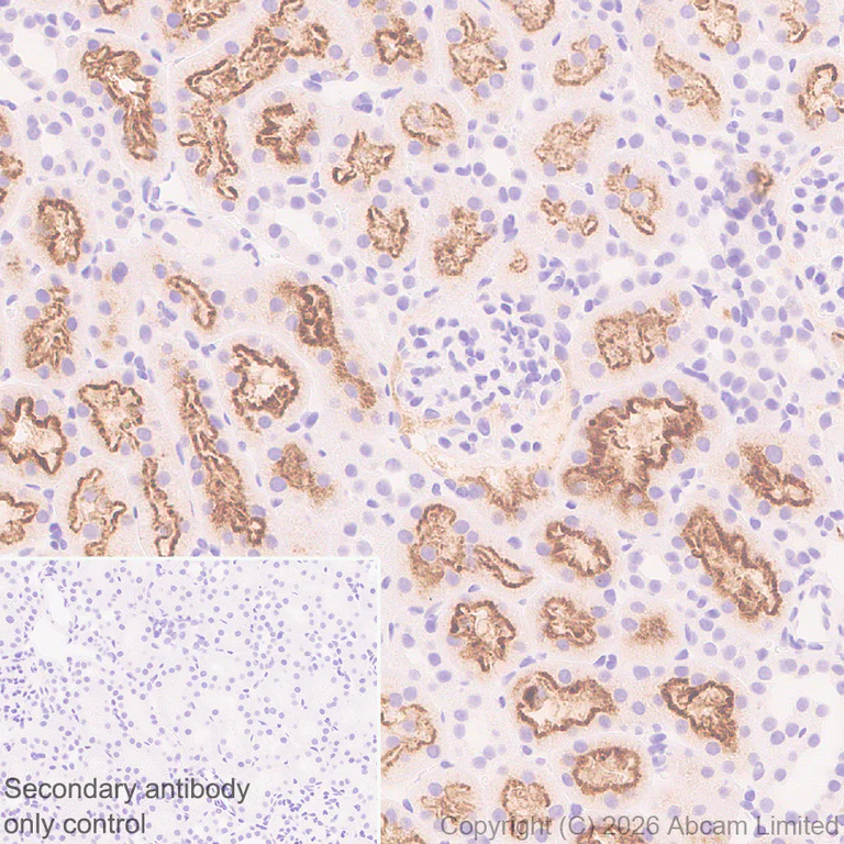 Immunohistochemistry (Formalin/PFA-fixed paraffin-embedded sections) - Anti-Plasmolipin antibody [EPR31074-536] (AB325932)