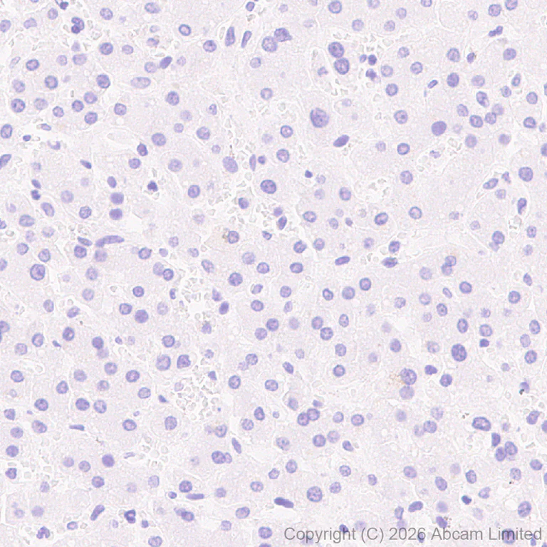 Immunohistochemistry (Formalin/PFA-fixed paraffin-embedded sections) - Anti-Plasmolipin antibody [EPR31074-536] (AB325932)