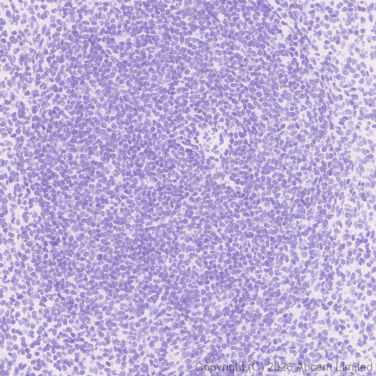 Immunohistochemistry (Formalin/PFA-fixed paraffin-embedded sections) - Anti-Plasmolipin antibody [EPR31074-536] (AB325932)