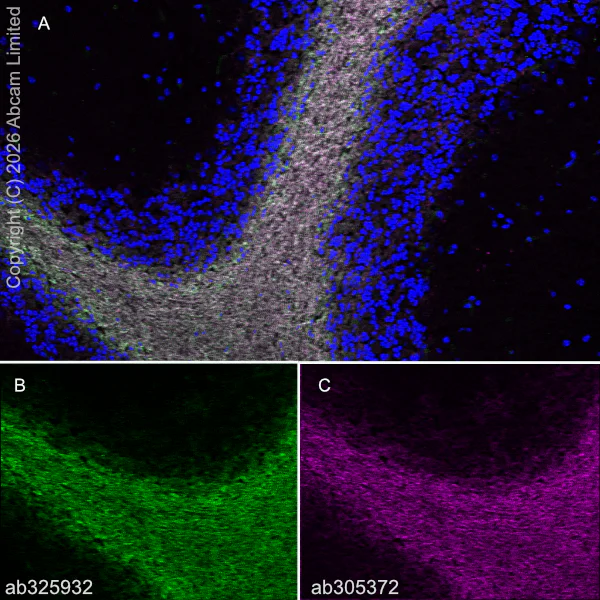 Immunohistochemistry (Frozen sections) - Anti-Plasmolipin antibody [EPR31074-536] (AB325932)