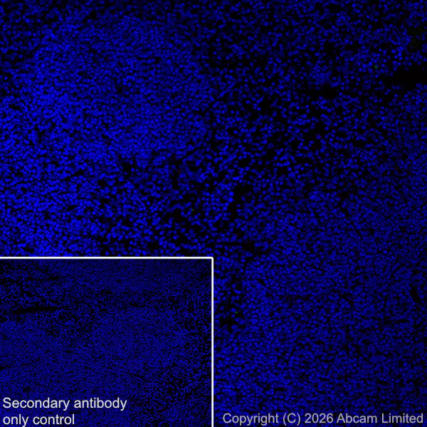Immunohistochemistry (Frozen sections) - Anti-Plasmolipin antibody [EPR31074-536] (AB325932)