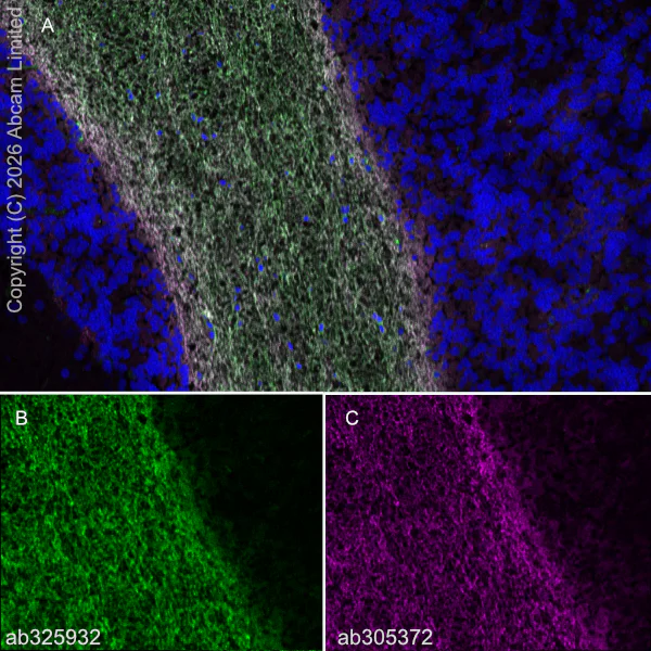 Immunohistochemistry (Frozen sections) - Anti-Plasmolipin antibody [EPR31074-536] (AB325932)