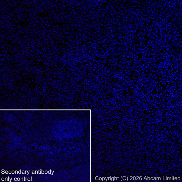 Immunohistochemistry (Frozen sections) - Anti-Plasmolipin antibody [EPR31074-536] (AB325932)