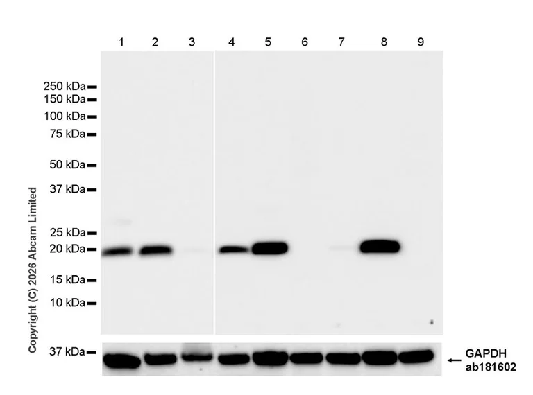 Western blot - Anti-Plasmolipin antibody [EPR31074-536] (AB325932)