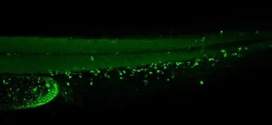 IHC - Wholemount - Anti-Plastin L antibody (AB210099)