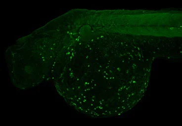 IHC - Wholemount - Anti-Plastin L antibody (AB210099)