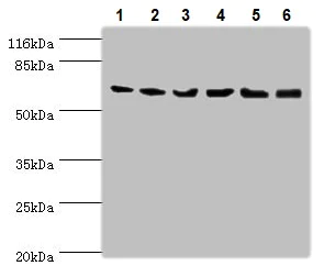 Western blot - Anti-Plastin L antibody (AB236104)