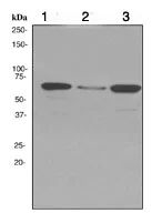 Western blot - Anti-Plastin L antibody [EPR4277] (AB109124)