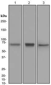 Western blot - Anti-Plastin L antibody [EPR4278] - BSA and Azide free (AB247773)