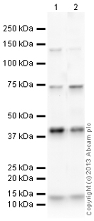 Western blot - Anti-PLBD2 antibody (AB138334)