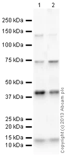 Western blot - Anti-PLBD2 antibody (AB138334)