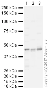 Western blot - Anti-PLBD2 antibody [EPR21204] (AB225580)