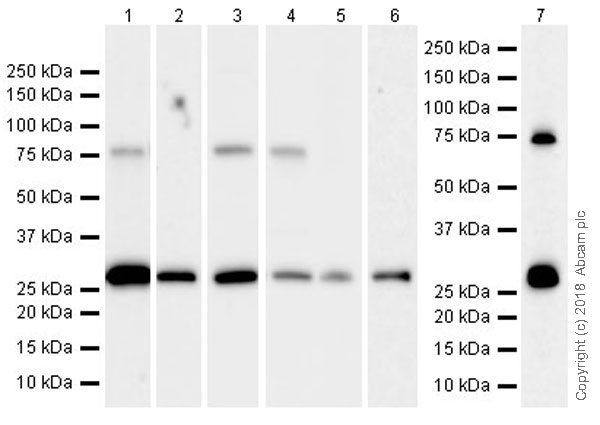 Western blot - Anti-PLBD2 antibody [EPR21742] (AB216866), expandable thumbnail