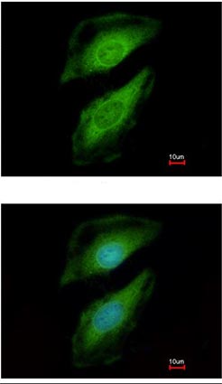Immunocytochemistry/ Immunofluorescence - Anti-PLCD1 antibody (AB154610), expandable thumbnail