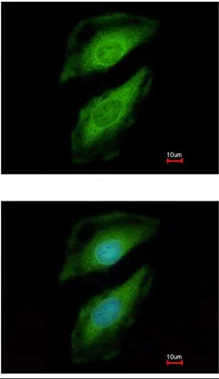 Immunocytochemistry/ Immunofluorescence - Anti-PLCD1 antibody (AB154610)