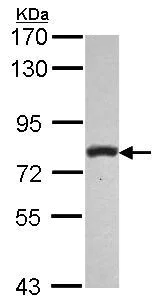 Western blot - Anti-PLCD1 antibody (AB154610)