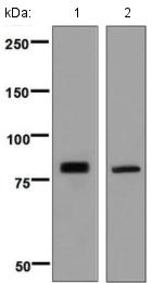 Western blot - Anti-PLCD1 antibody [EPR8430] (AB134936), expandable thumbnail