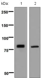 Western blot - Anti-PLCD1 antibody [EPR8430] (AB134936)