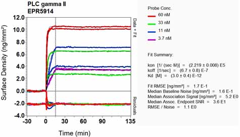 OI-RD Scanning - Anti-PLCG 2 antibody [EPR5914-34] - BSA and Azide free (AB248535), expandable thumbnail