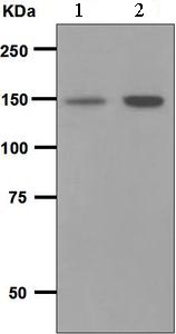 Western blot - Anti-PLCG 2 antibody [EPR5914-34] - BSA and Azide free (AB248535), expandable thumbnail