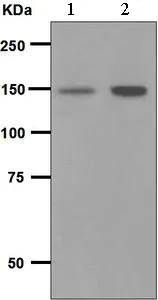 Western blot - Anti-PLCG 2 antibody [EPR5914-34] - BSA and Azide free (AB248535)