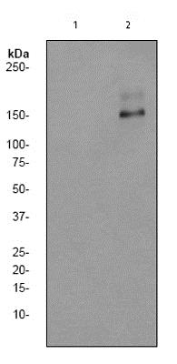 Western blot - Anti-PLCG 2 (phospho Y1197) antibody [EP1405Y] (AB75970)