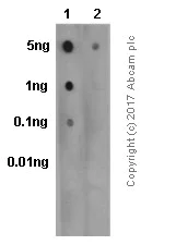 Dot Blot - Anti-PLCG 2 (phospho Y1217) antibody [EP1404Y] (AB52610)