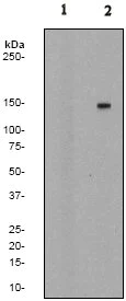 Western blot - Anti-PLCG 2 (phospho Y1217) antibody [EP1404Y] (AB52610)
