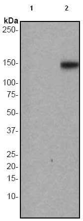 Western blot - Anti-PLCG 2 (phospho Y759) antibody [EP1406Y] (AB51020)