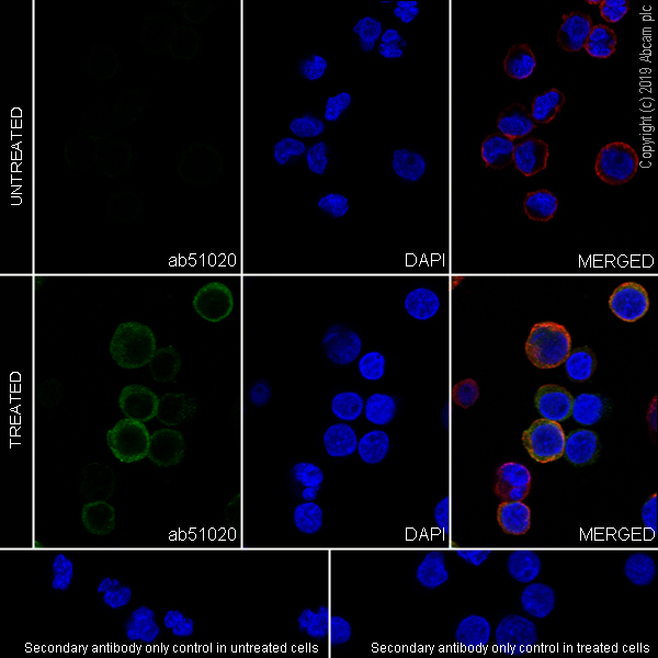 Immunocytochemistry/ Immunofluorescence - Anti-PLCG 2 (phospho Y759) antibody [EP1406Y] - BSA and Azide free (AB277634)